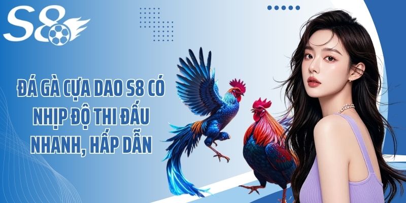 Đá gà cựa dao S8 có nhịp độ thi đấu nhanh, hấp dẫn